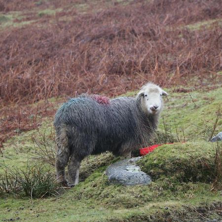 Dalesway Cottage Windermere Bagian luar foto