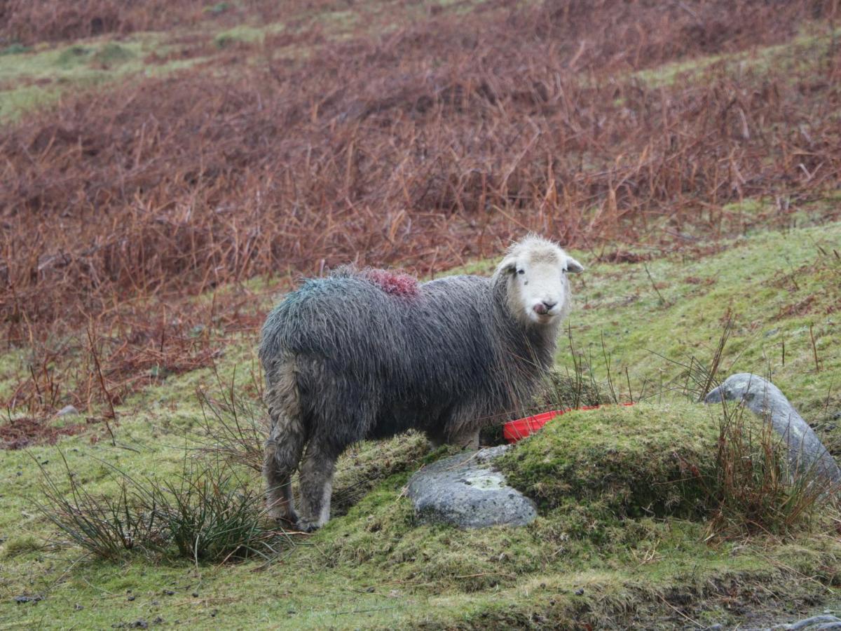 Dalesway Cottage Windermere Bagian luar foto